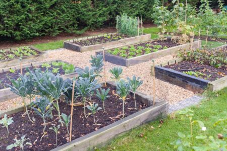 Planting a Fall Garden the Easy Way Image